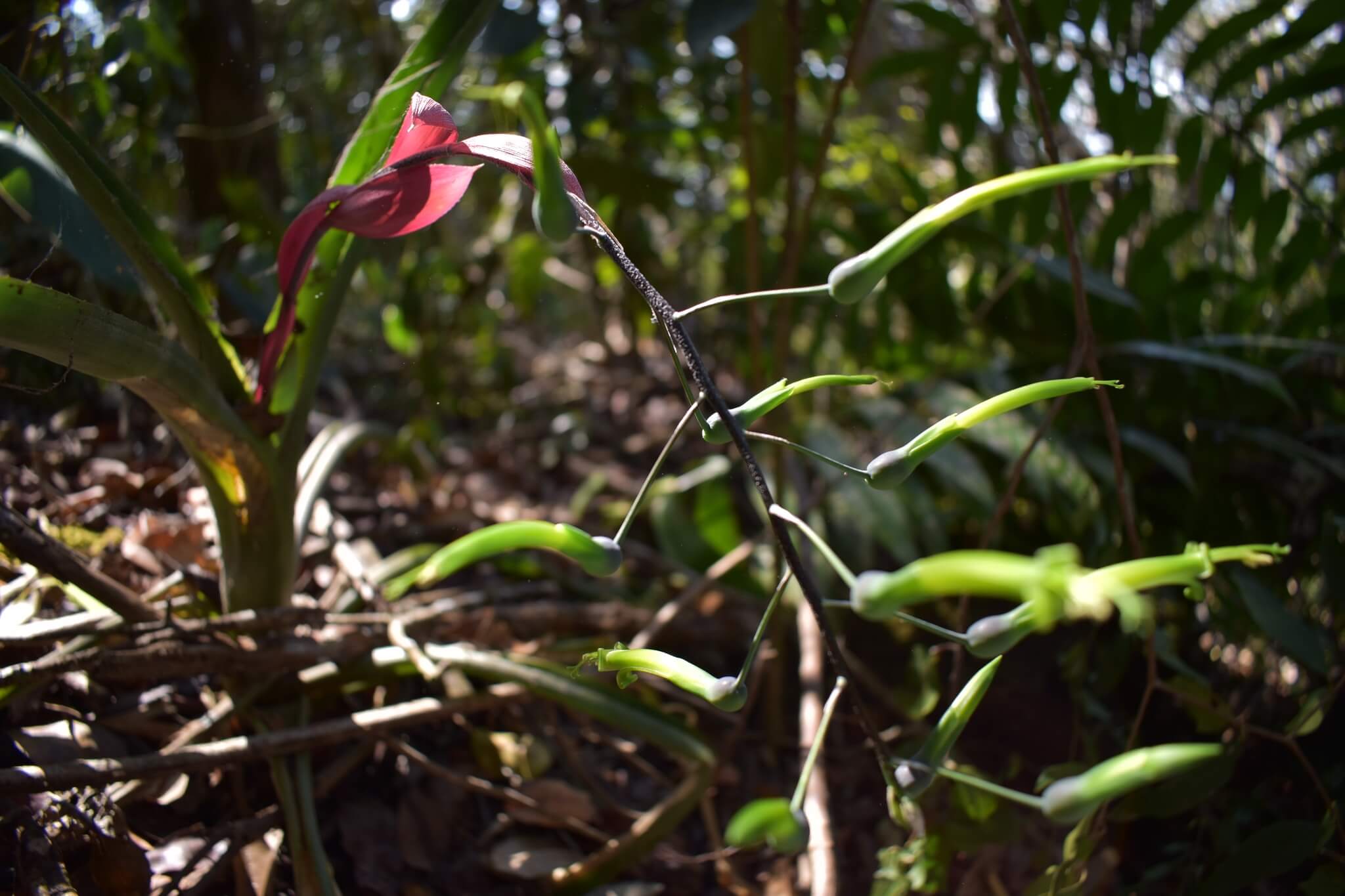 Billbergia viridiflora